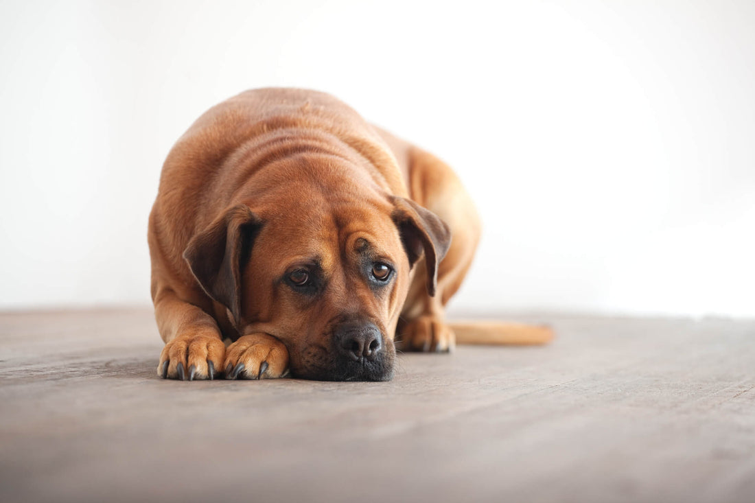 8 Tips for Navigating Life with an Anxious Dog