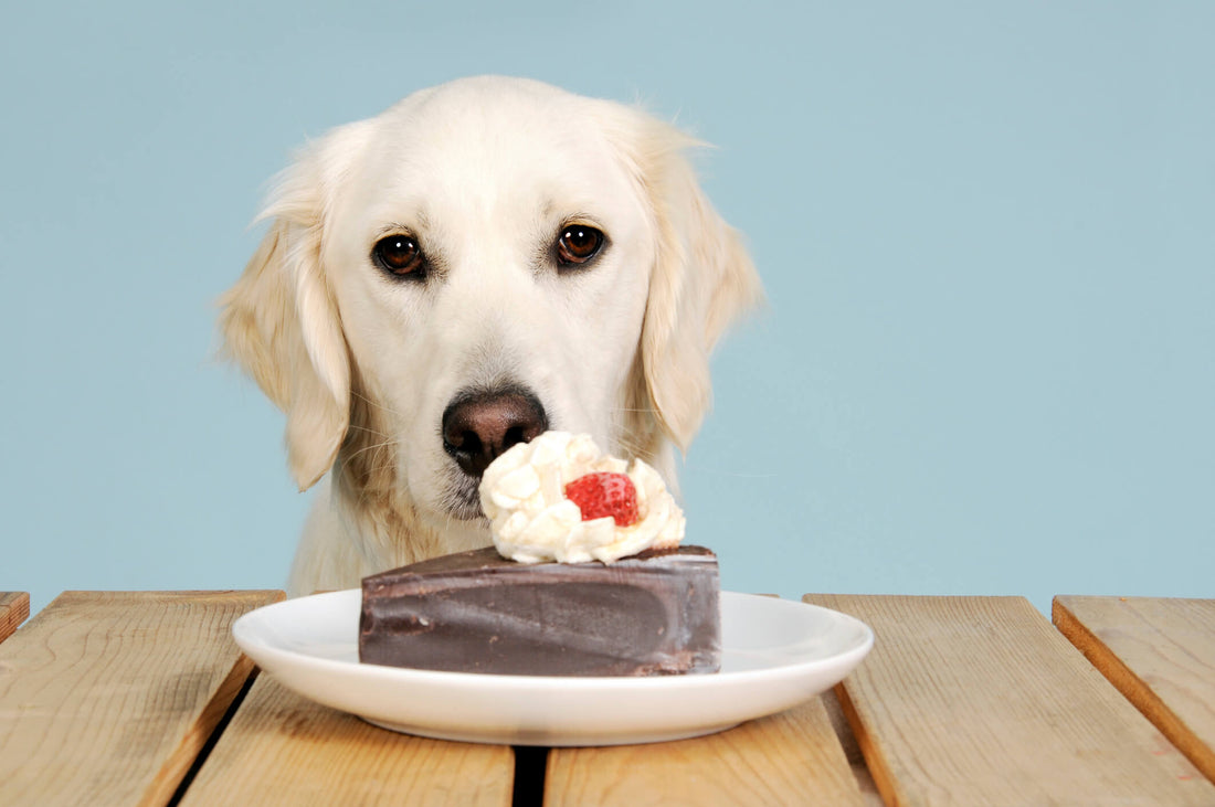 When Can Sweet Snacks Be Poisonous to Your Dog?