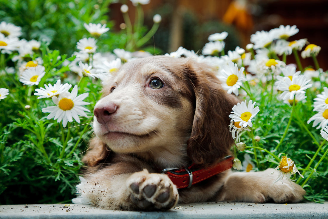 Protect Your Pup from Pest Control Chemicals This Spring