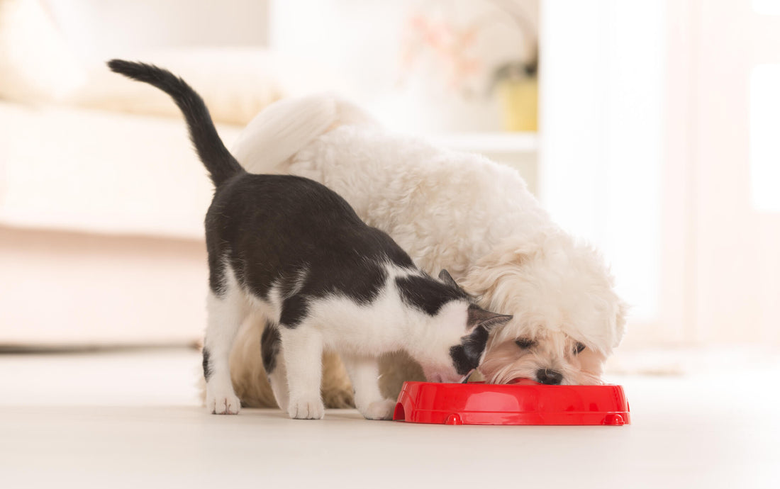 Hidden Reasons Why Processed Pet Foods Are So Addictive