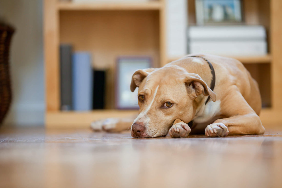 8 Signs of Cognitive Decline in Your Senior Dog