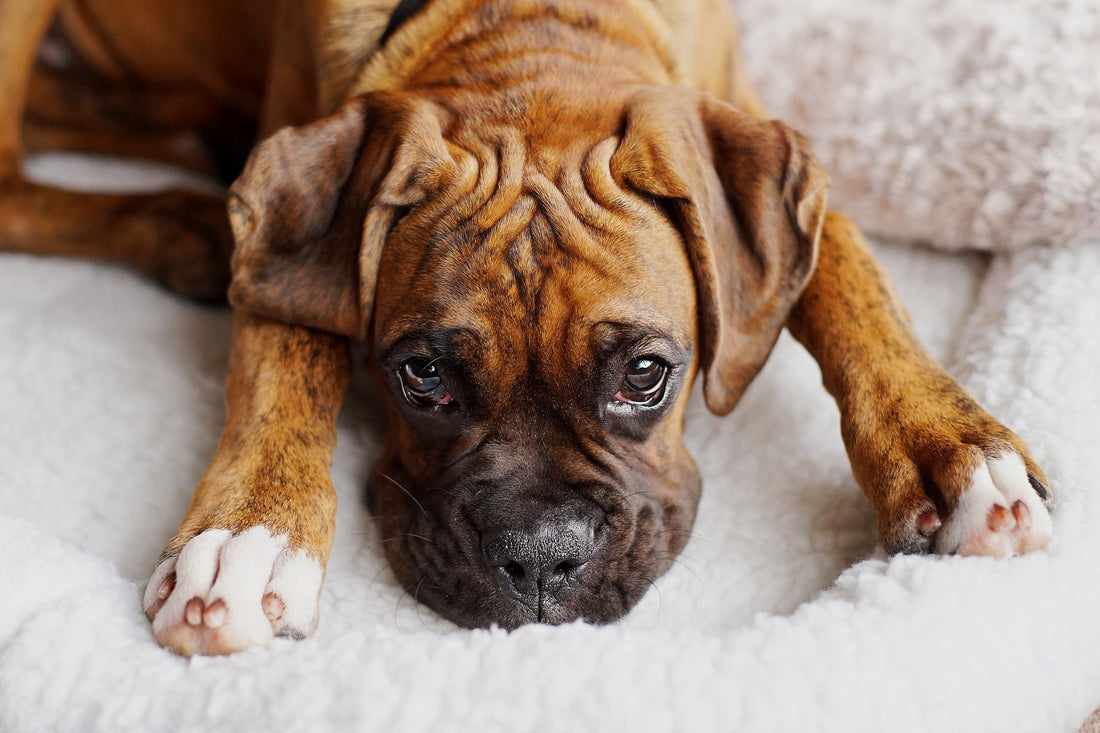 8 Dog Breeds That Are Predisposed to Cancer