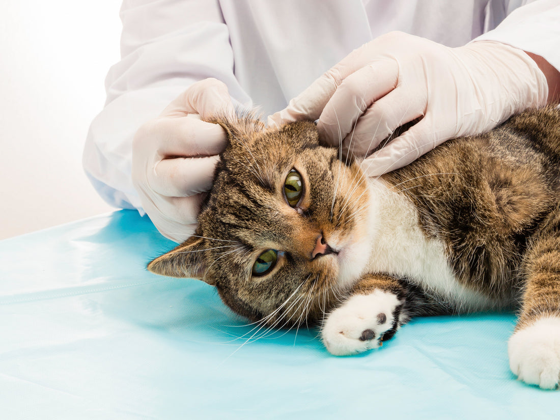 Learn the Top Signs of Feline Ear Infections