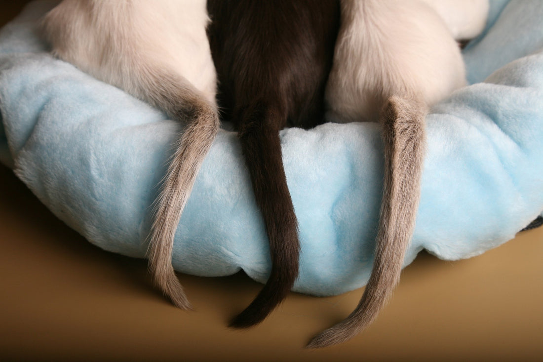 Understand Your Cat's Tail Language to Read Their Mood