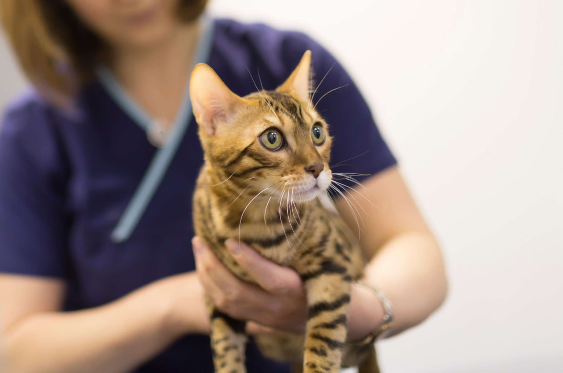 Studying the Effects of Kidney Support Gold on Cats with Kidney Insufficiency