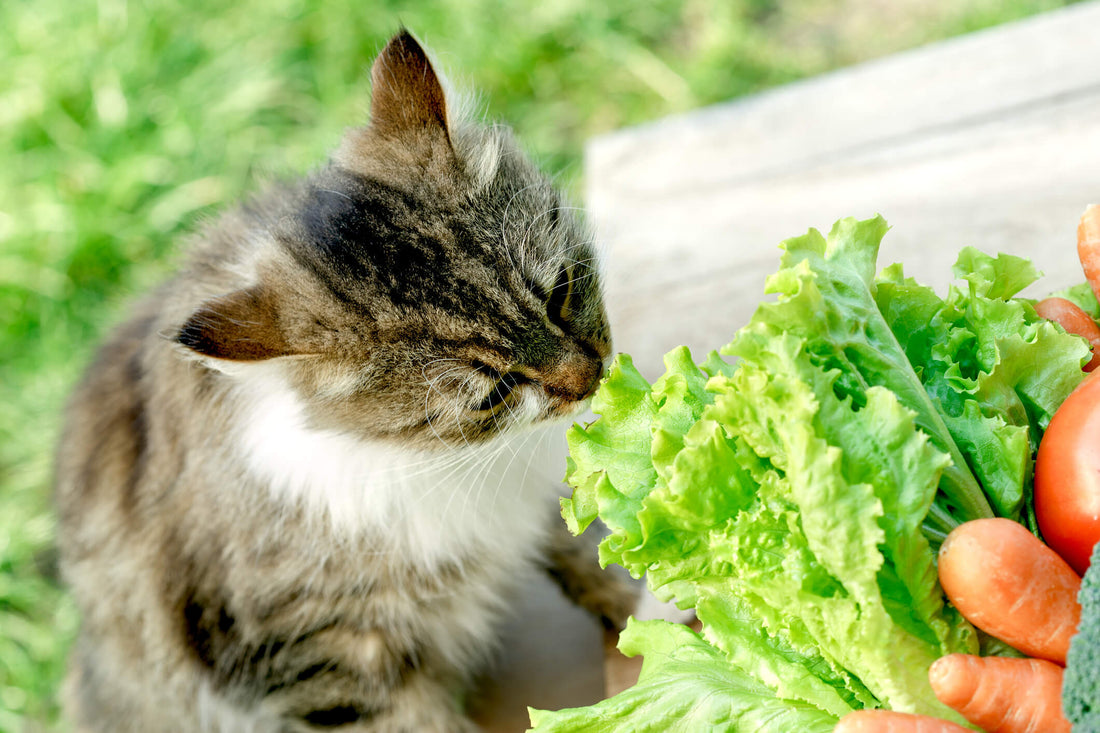 Why Carnivore Cats Still Need Greens