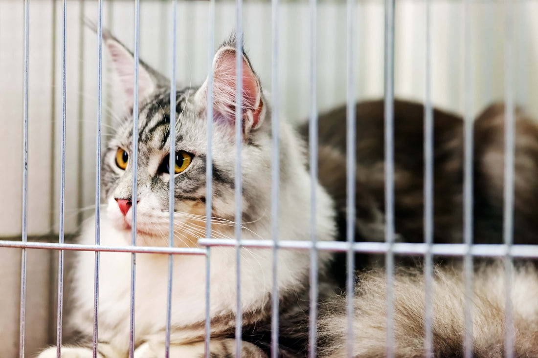 4 Common Kennel Illnesses in Cats