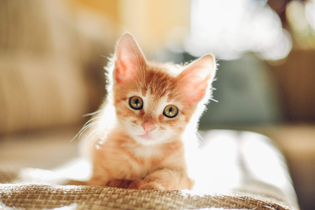 Should You Adopt a Kitten or an Older Cat?