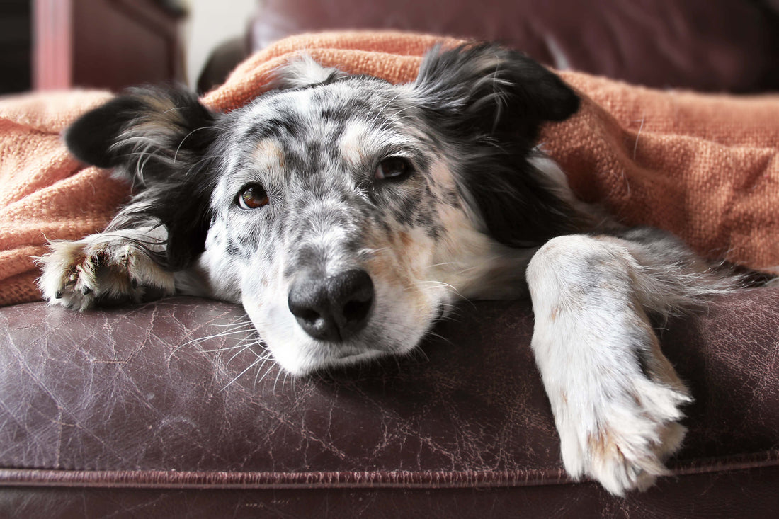 3 Common Autoimmune Diseases in Dogs