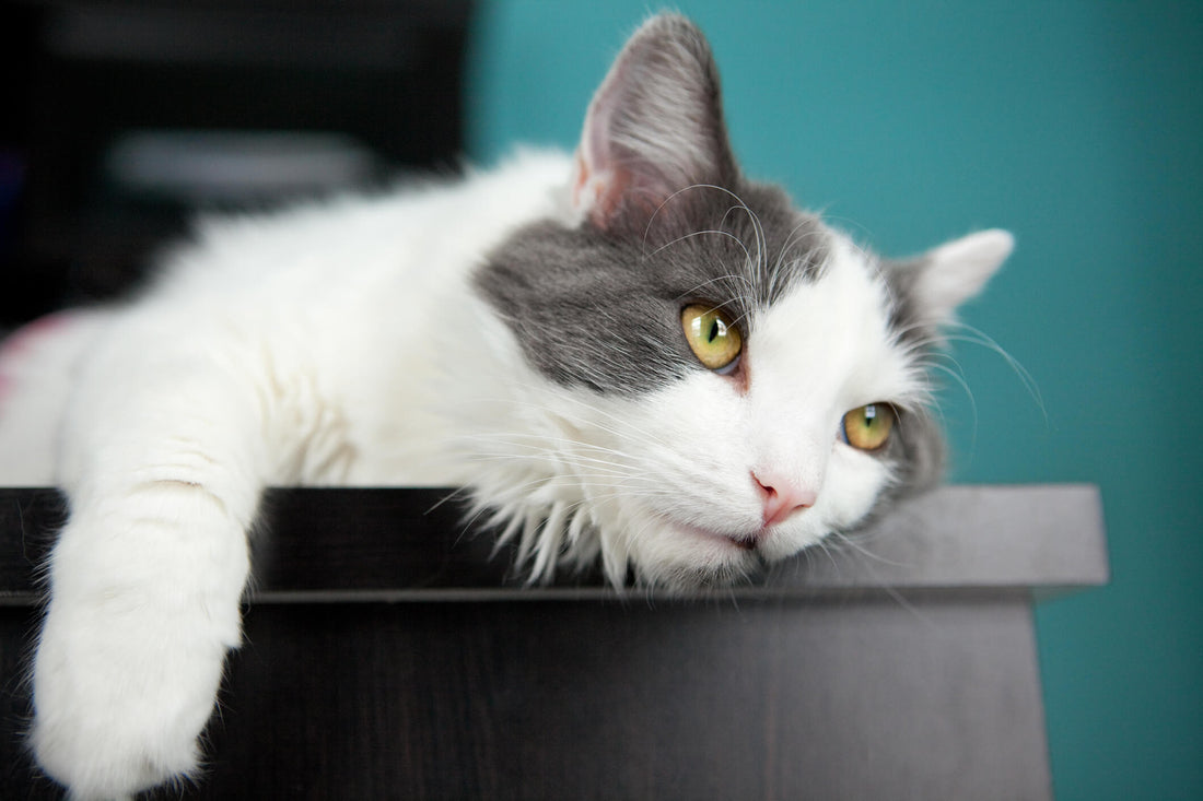 5 Signs Your Cat is Under-Stimulated