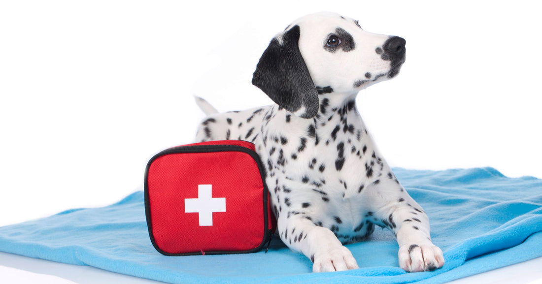 Do You Have an Emergency Plan for Your Pet?