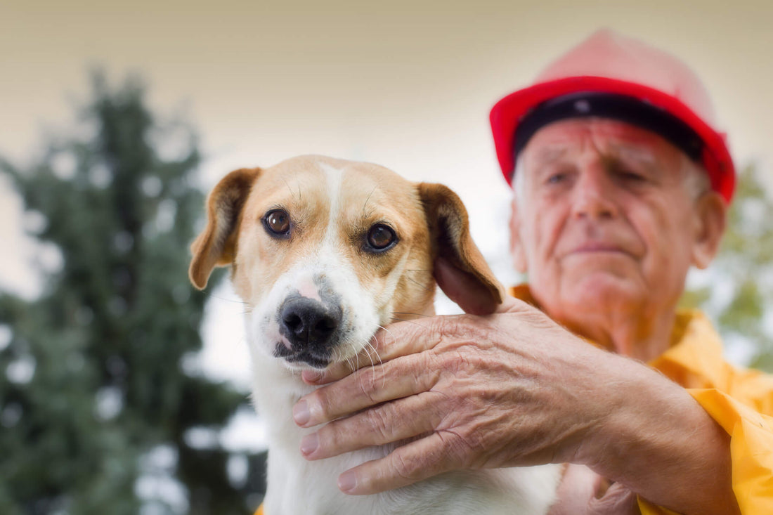 Include Pets Into Your Family's Fire Safety Plan!