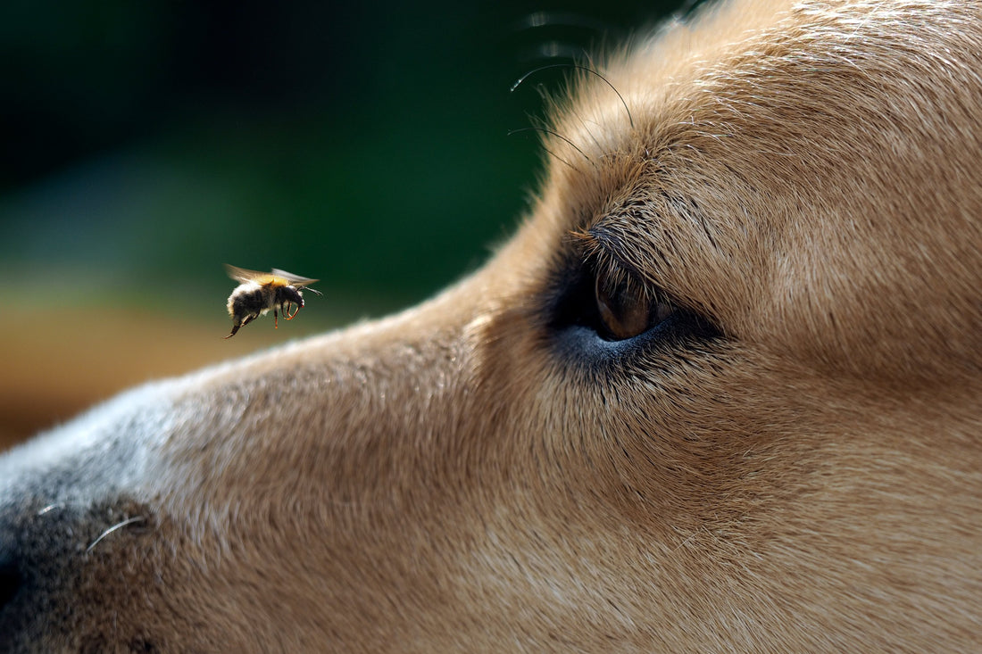Bug Bites and Bee Stings: Protect Your Pup This Spring