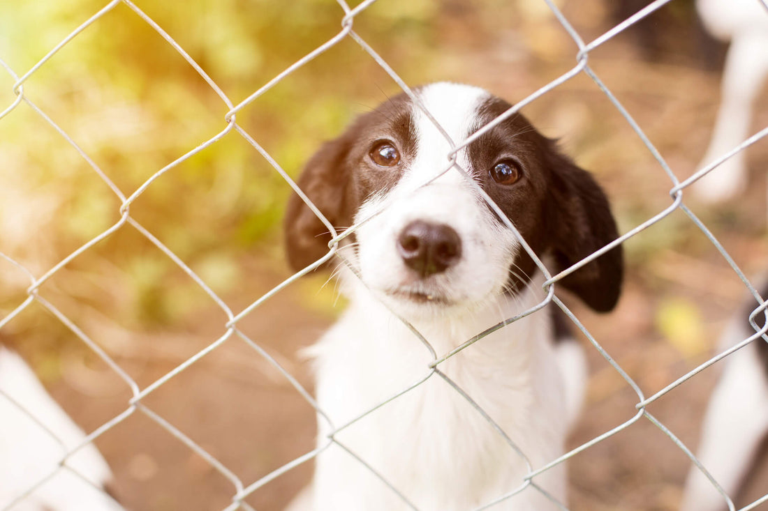 Puppies in Shelters! How Rescuers Save the Most Vulnerable Dogs