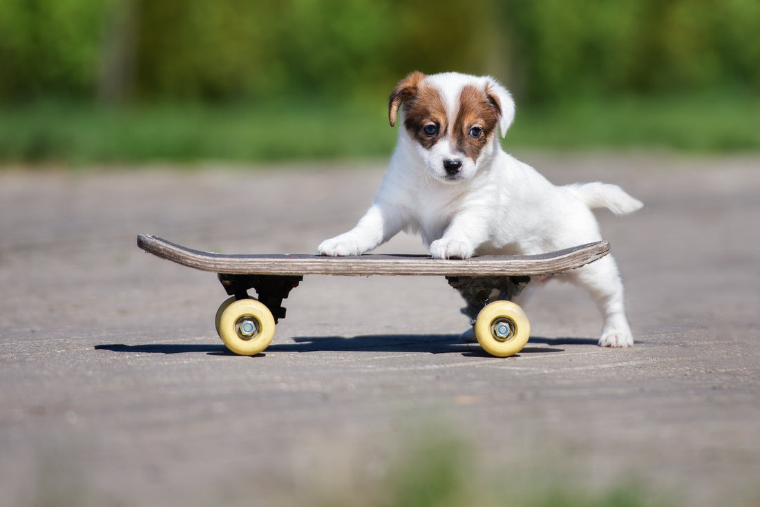 Tired of Walks? Try these Fun Activities with Your Pup