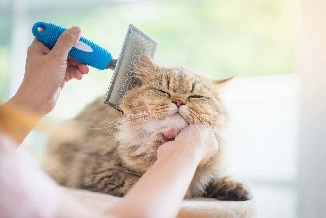 4 Grooming Tips for Long-Haired Cats