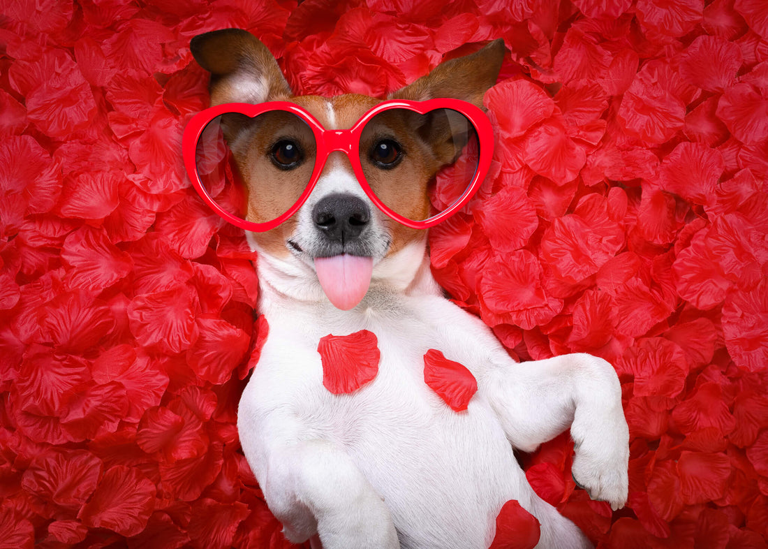 Treat Your Pet to a Safe and Love-Filled Valentine's Day