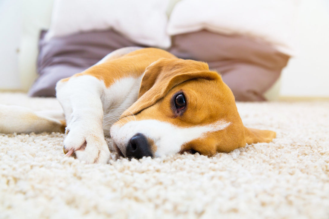 This is Why Detecting Your Pet's Illness Can Be Difficult