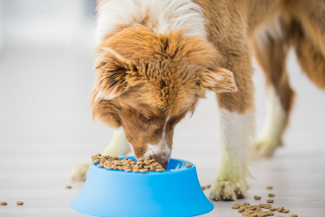 Why All Dogs Need Antioxidants in Their Food