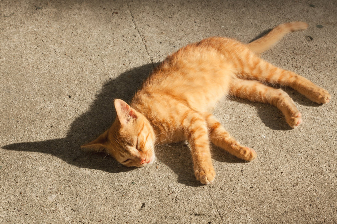 Heatstroke Can Affect Cats, Too!