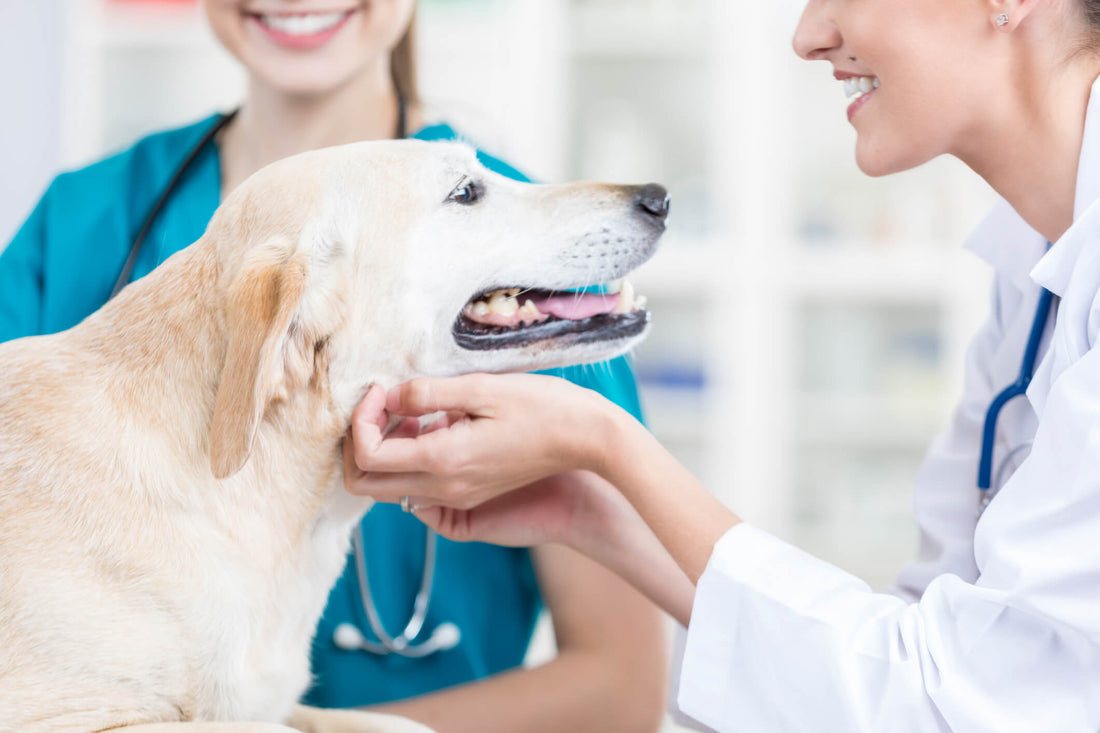 The Role of the Adrenal Glands to Your Dog's Health