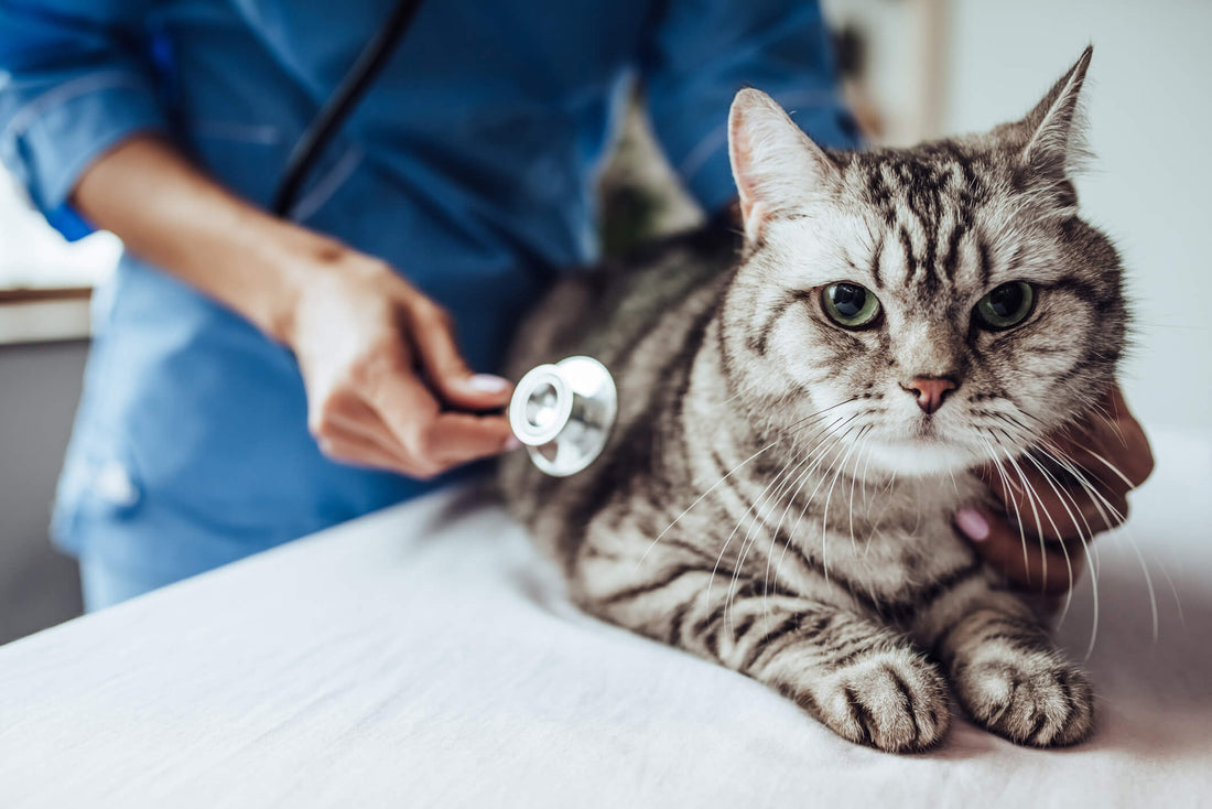 Discover How a Senior Cat Can Overcome Feline Cancer