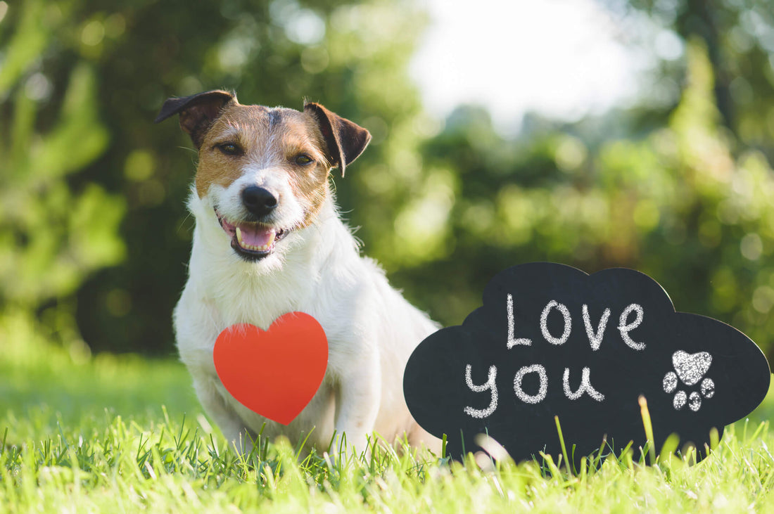 New Study Shows that Dogs Do Understand “I Love You”