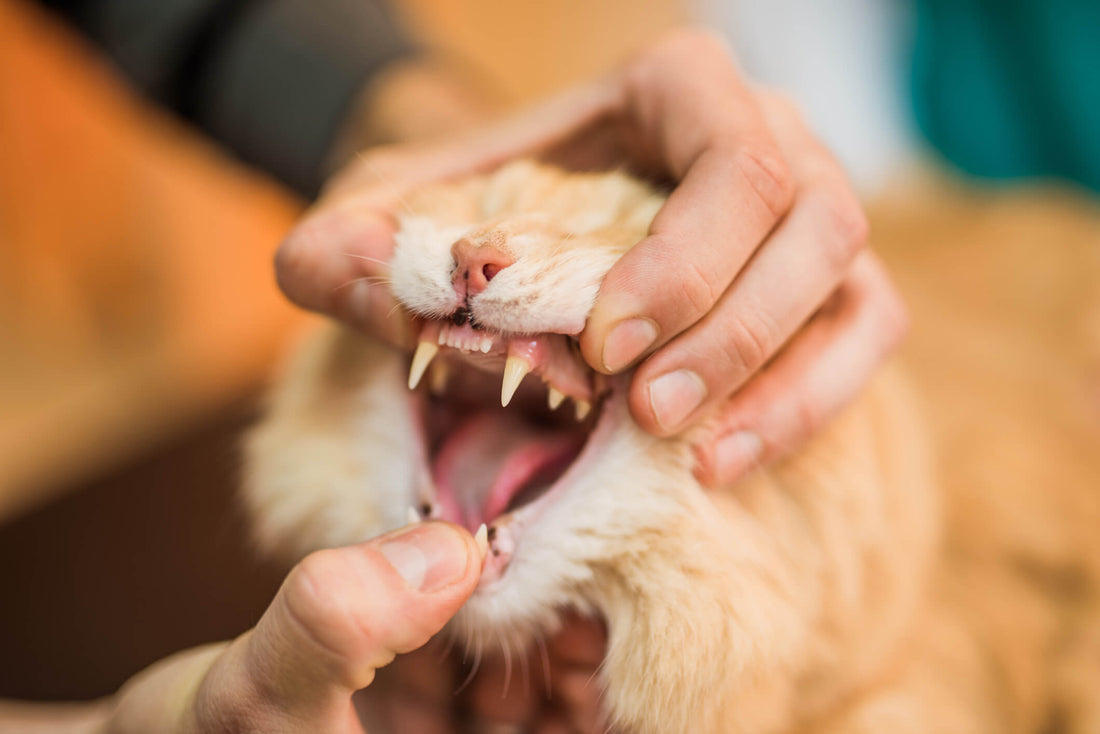 Watch Your Cat for this Painful Tooth Problem