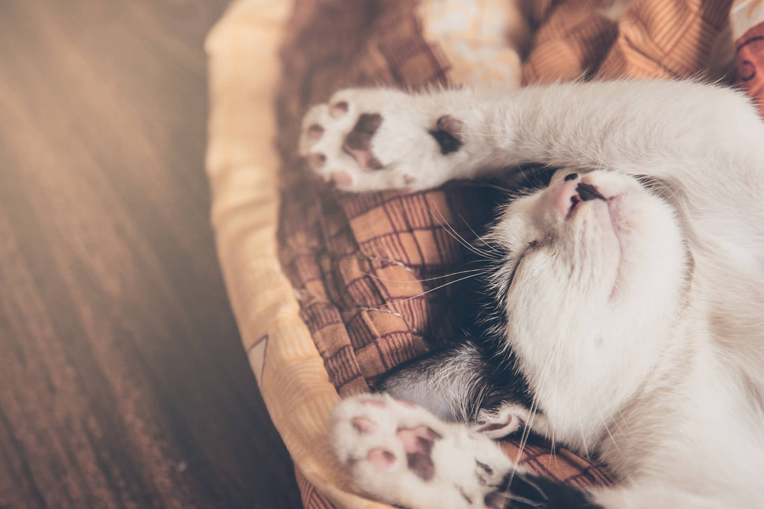 7 Ways to Help Your Lazy Kitty Move More