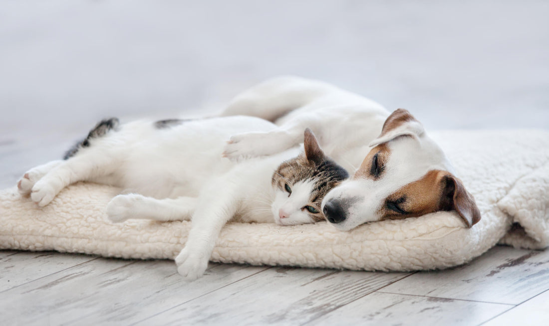 How Melatonin Does More Than Help Your Pet Sleep