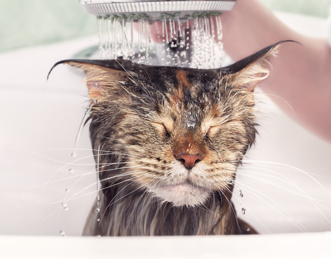 The Curious Relationship Your Cat Has with Water