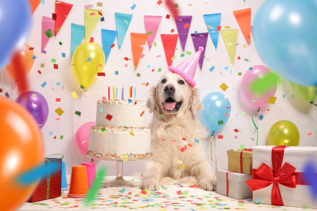 5 Ways to Safely Celebrate Your Pet's Birthday