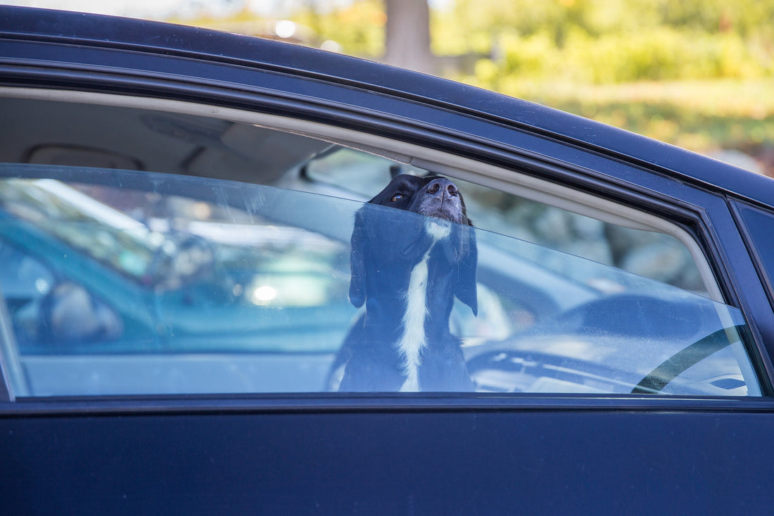 Hot Cars and Your Dog: Two Things that Should Never Go Together