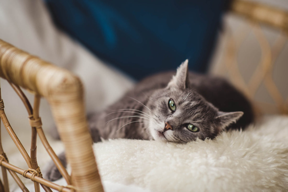 Which Cats Benefit Most from Immune Support?
