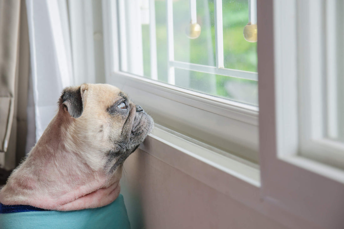 8 Ways to Help Your Anxious Pet When You Return to Work