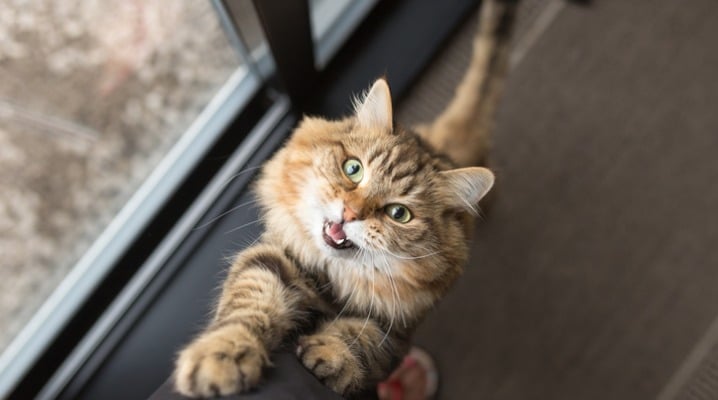 Reasons Your Cat Might Be Extra Vocal