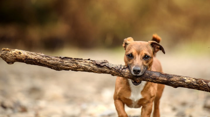 Should You Really Be Letting Your Dog Gnaw on Sticks?