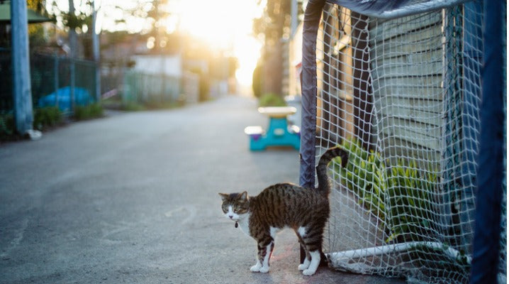 Your Cat Got Outside and Wandered Off… Now What?