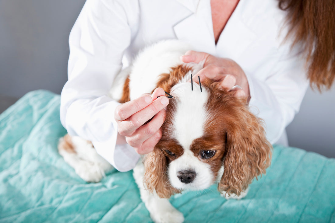 Pricked and Poked for Health: What is Veterinary Acupuncture?