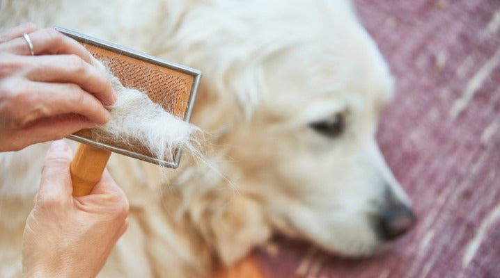 Managing Shedding Season for Your Dog as the Temperatures Rise
